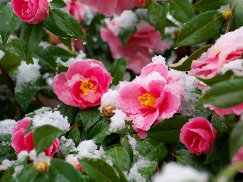 雪 椿 荻窪|写真一覧：ゆき椿 .